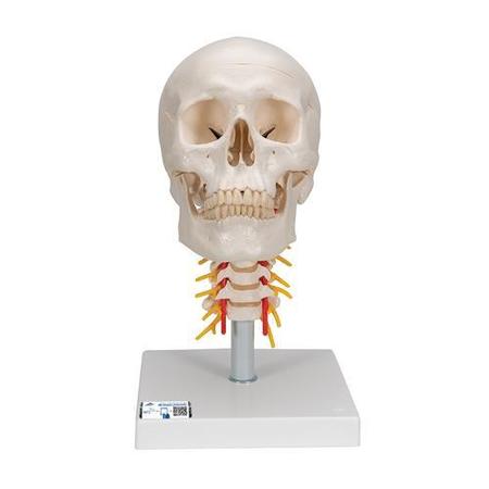 3B SCIENTIFIC Skull on Cervical Spine, - w/ 3B Smart Anatomy 1020160